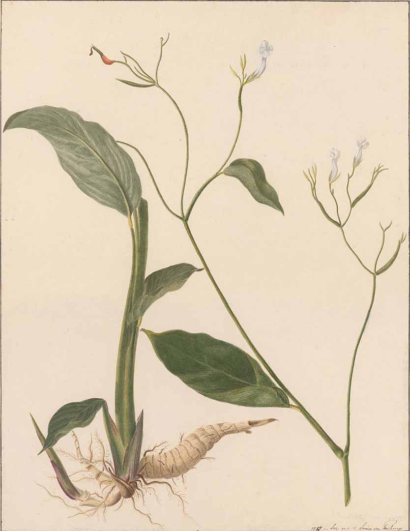 no HD illustration available