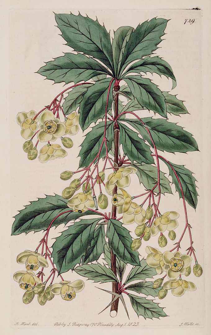 no HD illustration available