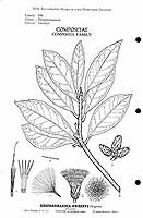  no thumbnail available