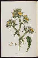  no thumbnail available