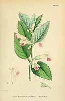  no thumbnail available