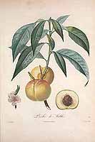  no thumbnail available