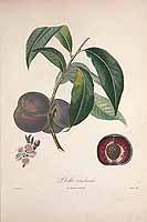  no thumbnail available