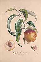  no thumbnail available