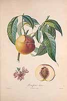  no thumbnail available