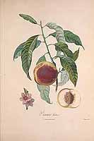  no thumbnail available