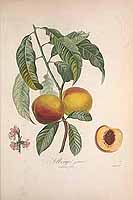  no thumbnail available