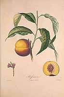  no thumbnail available