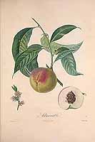  no thumbnail available