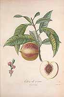  no thumbnail available