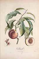  no thumbnail available