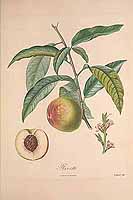  no thumbnail available