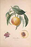  no thumbnail available