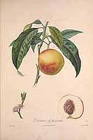  no thumbnail available