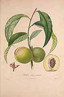  no thumbnail available