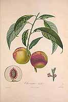  no thumbnail available