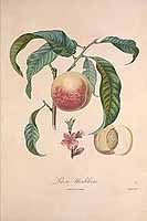  no thumbnail available