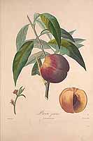  no thumbnail available