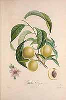  no thumbnail available