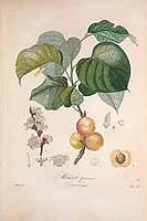  no thumbnail available