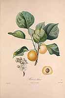  no thumbnail available