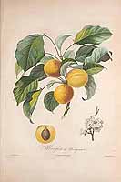  no thumbnail available