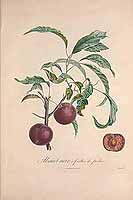  no thumbnail available