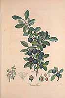  no thumbnail available