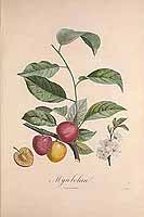  no thumbnail available