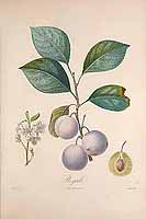  no thumbnail available