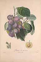  no thumbnail available