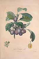  no thumbnail available