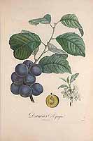  no thumbnail available