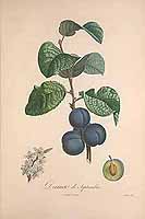  no thumbnail available