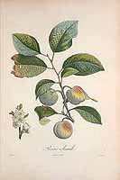  no thumbnail available