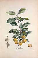  no thumbnail available