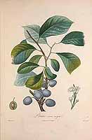  no thumbnail available