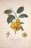  no thumbnail available