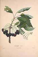  no thumbnail available