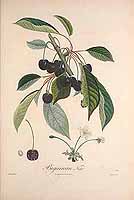  no thumbnail available