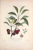  no thumbnail available