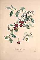  no thumbnail available