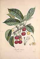  no thumbnail available