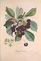  no thumbnail available