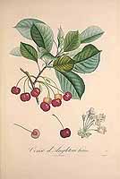  no thumbnail available