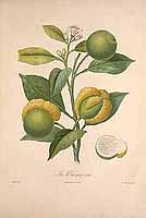  no thumbnail available