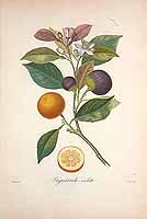  no thumbnail available