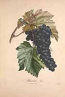  no thumbnail available