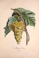  no thumbnail available