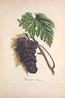  no thumbnail available